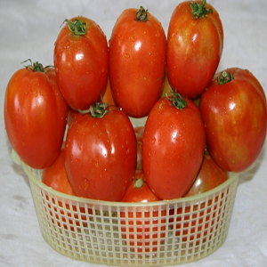Tomato / टमाटर