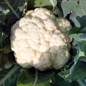 Cauliflower / गोभी